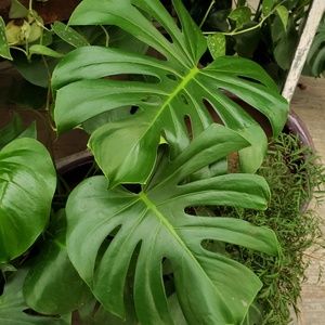 Meet your Posher, Ali